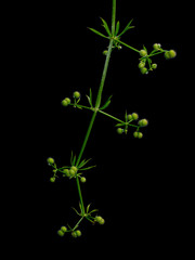 Galium aparine aka cleavers, goosegrass etc. Isolated on black. Seeds.