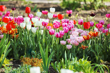 Beautiful blossoming tulips outdoors
