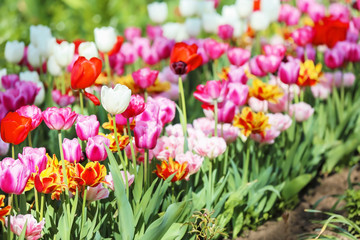 Beautiful blossoming tulips outdoors