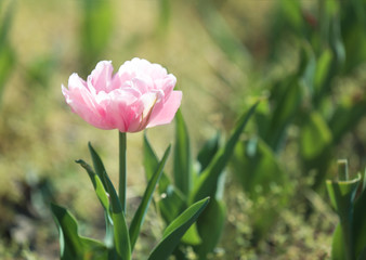 Fototapeta premium Beautiful blossoming tulip outdoors