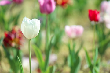 Beautiful blossoming tulip outdoors