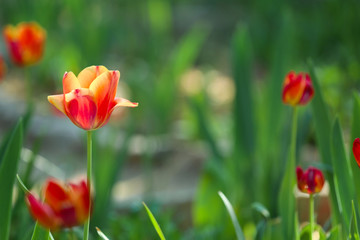 Beautiful blossoming tulips outdoors