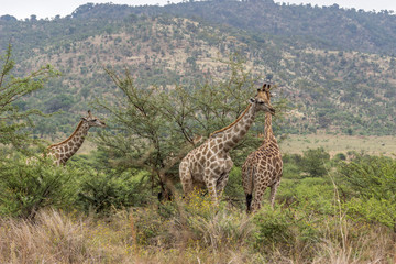 Geraffe standing next to green tree