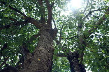 Big tree under the sun. Green leaf nature  background. leaf texture, green leaf,leaf tree.Photo concept background and nature .