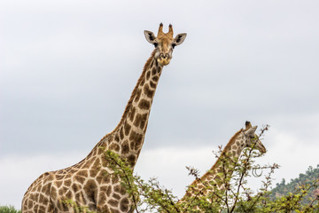 Geraffe looking at the camera