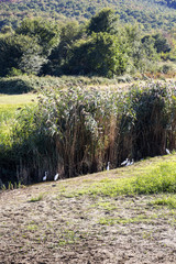 Little egrets and dense marshland vegetation near Lake Kerkini, Greece