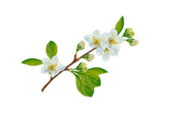 Obraz premium Flowering branch of cherry isolated on a white background.