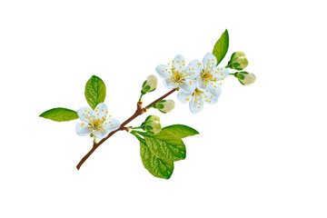 Fototapeta premium Flowering branch of cherry isolated on a white background.