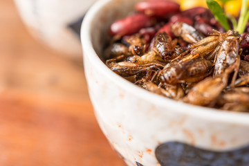 Insect and Rice Berry