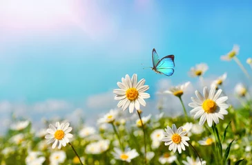 Foto op Plexiglas Chamomiles madeliefjes macro in de zomer lente veld op de achtergrond blauwe hemel met zonneschijn en een vliegende vlinder, close-up macro. Zomer natuurlijk landschap met kopieerruimte. © Laura Pashkevich