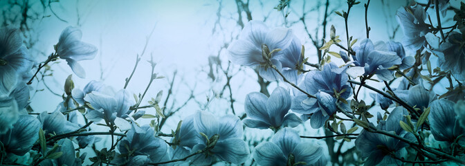 Schöne blühende Magnolienblüten im Gegenlicht der Sonne, geringe Tiefe. Weicher dunkelblauer Vintage-Ton. Grußkartenvorlage. Naturpanoramahintergrund. Raumbanner kopieren