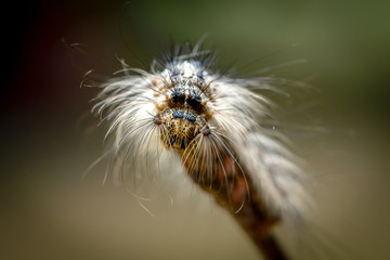 Gypsy moth caterpillar (Lymantria dispar)