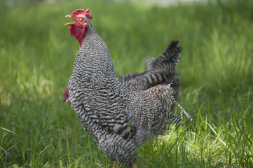Rooster on a green background.