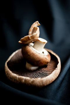 Trio of Mushrooms