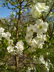 White blossom trees on sunny spring day. Cherry blooming tree.