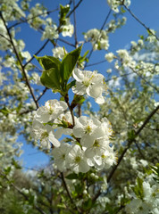 White blossom trees on sunny spring day. Cherry blooming tree.