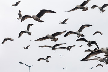 Large group of seagulls flying in sky