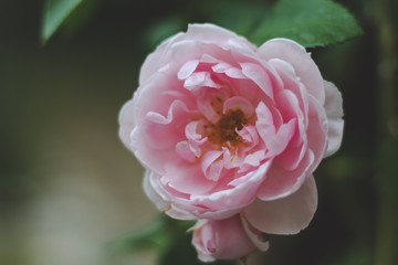 Pink rose garden 