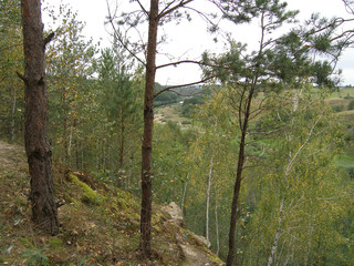 Summer landscape with trees