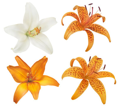 Fototapeta set of four lily flower blooms on white