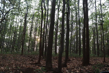 Obraz premium Hemang