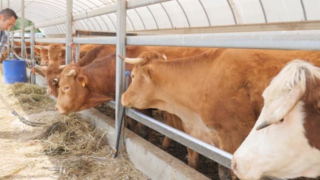 cow and brown cattle herd in a small breeding husbandry livestock farming production industry ranch