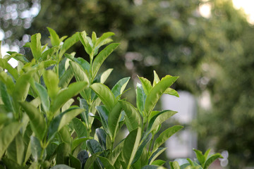 Sunlight on the Leaf