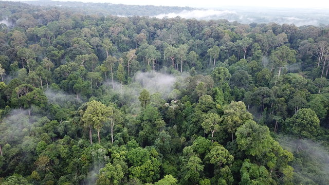 Fototapeta Rainforest in Borneo