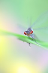 Large redeye, also called red-eyed damselfly, Erythromma najas