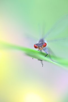 Large redeye, also called red-eyed damselfly, Erythromma najas