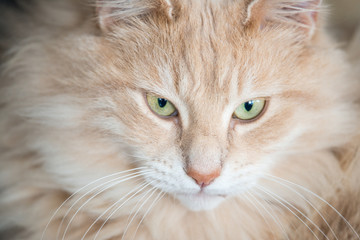 chat