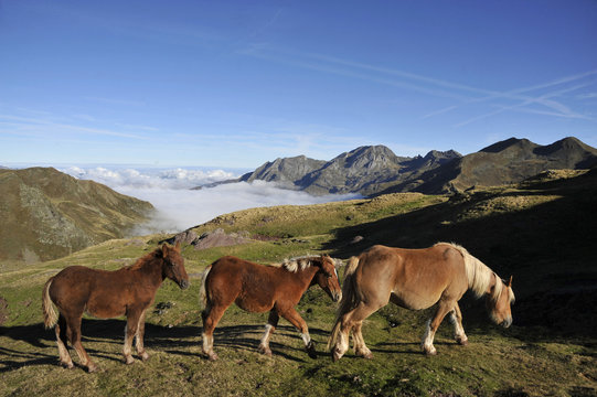Atlantic pirineas, Bearn, national parc of the pirineas, a mare and 2 foals are walking at the Ayous pass above a misty valley