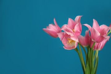 Beautiful pink tulips on color background