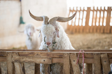 mohair