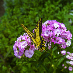 Swallowtail butterfly flies above wild flowers in a forest of the Mt Medvednica nearby Croatian capital of Zagreb.