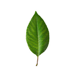 Fototapeta premium Cherry leaves, cherry leaf on a branch on a white background. Cherry leaf isolated