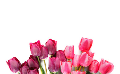 Obraz premium Beautiful tulips on white background