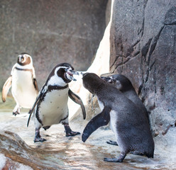 penguin at the zoo