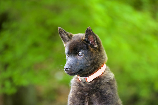 275 Best 甲斐犬 Images Stock Photos Vectors Adobe Stock 275 Best 甲斐犬 Images Stock Photos Vectors Adobe Stock