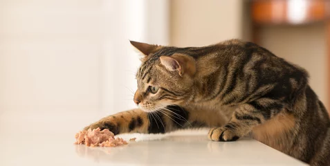 Crédence de cuisine en verre imprimé Chat Beau chat félin à la maison. Animal domestique.