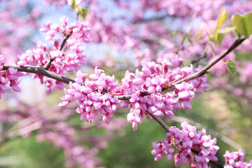 Beautiful blossoming Judas tree on sunny spring day outdoors