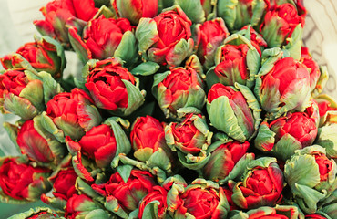 Bouquet of beautiful tulips, closeup