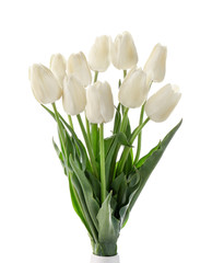 Bouquet of beautiful tulips on white background
