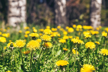 Blooming dandelions with birch trees on the background in springtime