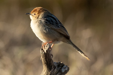 Bird on Branch