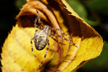 Close-up view from above Araneus spider hanging on a twisted yellow autumn leaves