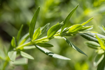 Ysop als Heilpflanze für Naturmedizin und Pflanzenheilkunde