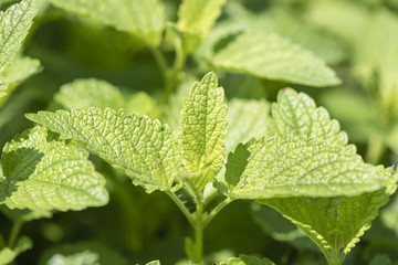Zitronenmelisse als Heilpflanze f&uuml;r Naturmedizin und Pflanzenheilkunde