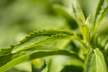 Süßkraut als Heilpflanze für Naturmedizin und Pflanzenheilkunde