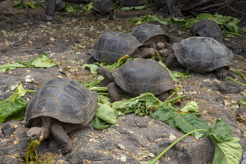 Galápagos Giant Tortoise (Chelonoidis nigra) in Galapagos Islan